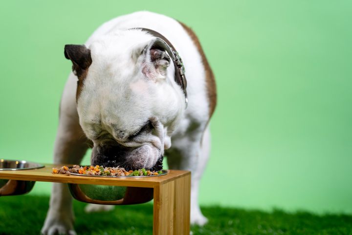 Vegan Diet Better for Dogs, UK Study Suggests; Vets Not So Sure